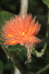 Gurania eriantha