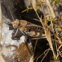 Calliptamus barbarus