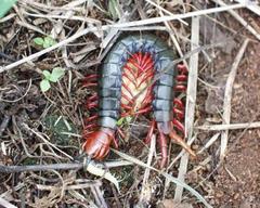 Cormocephalus nitidus