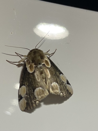 Peach Blossom Moth photo 6