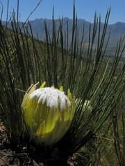 Protea lorea