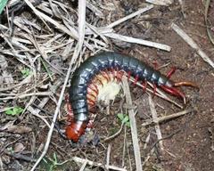 Cormocephalus nitidus