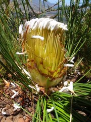 Protea lorea