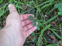 Trifolium calcaricum