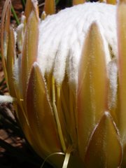 Protea lorea