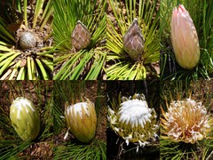 Protea lorea