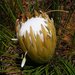 Protea lorea - Photo (c) Marian Oliver,  זכויות יוצרים חלקיות (CC BY-NC), הועלה על ידי Marian Oliver