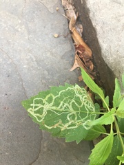 Liriomyza eupatoriella