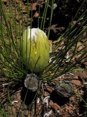 Protea lorea