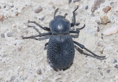 Cryptoglossa infausta