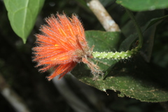Gurania eriantha