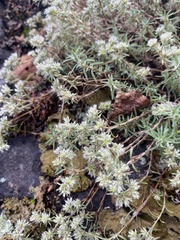 Paronychia argyrocoma