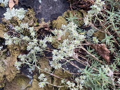 Paronychia argyrocoma
