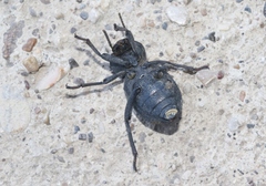 Cryptoglossa infausta