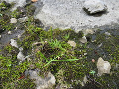 Phemeranthus calcaricus