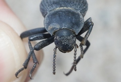 Cryptoglossa infausta