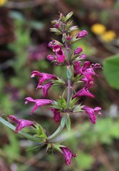 Stachys thunbergii
