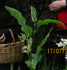 Rumex aquaticus
