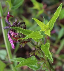 Stachys thunbergii