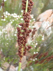 Elegia galpinii