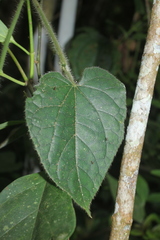 Gurania eriantha