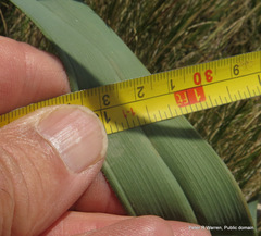 Kniphofia caulescens