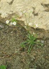 Erigeron allisonii