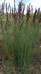 Elegia galpinii