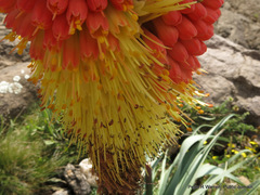 Kniphofia caulescens