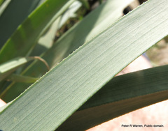 Kniphofia caulescens