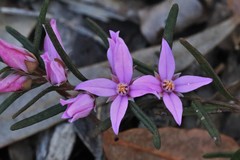 Boronia hapalophylla