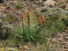Kniphofia caulescens