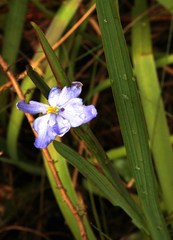 Aristea ensifolia