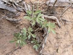 Sphaeralcea digitata