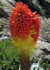 Kniphofia caulescens