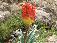 Kniphofia caulescens