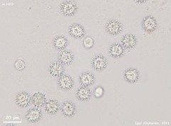 Ramsbottomia asperior