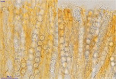 Ramsbottomia asperior