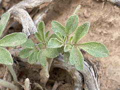 Sphaeralcea digitata