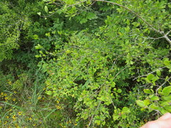 Forestiera ligustrina