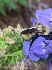 Bombus fervidus