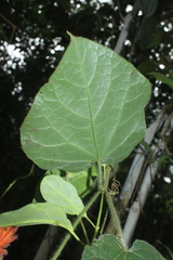 Gurania eriantha