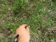 Brickellia eupatorioides eupatorioides