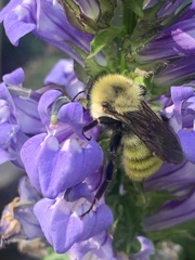 Bombus fervidus