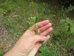 Brickellia eupatorioides eupatorioides