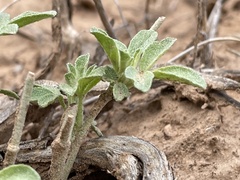 Sphaeralcea digitata