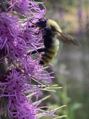 Bombus fervidus