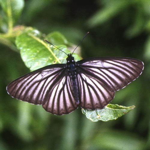 Aldania raddei