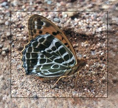Argynnis zenobia