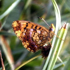 Boloria selenis